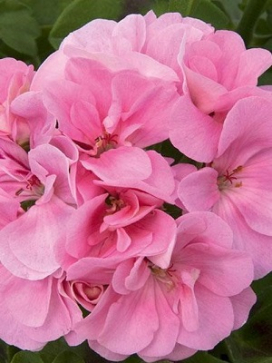 Coco Basket 12"- Ivy Geranium Pink